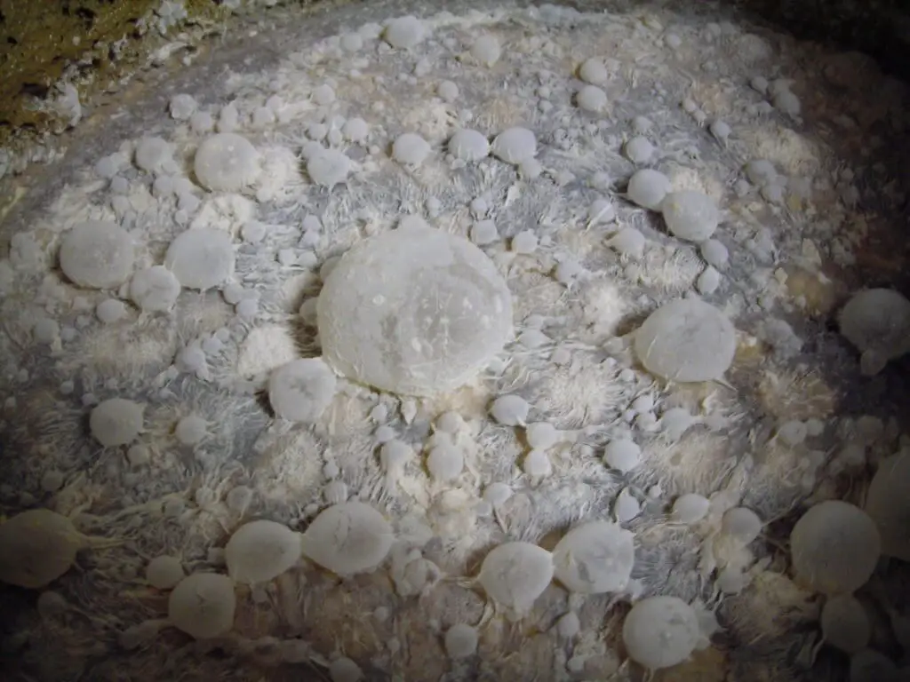 One example of a pellicle produced by wild yeast