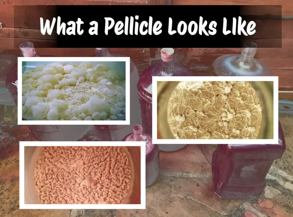 A white pellicle that looks like a solid sheet, with bubble-like formations or ripples, is sign of a "safe" infection