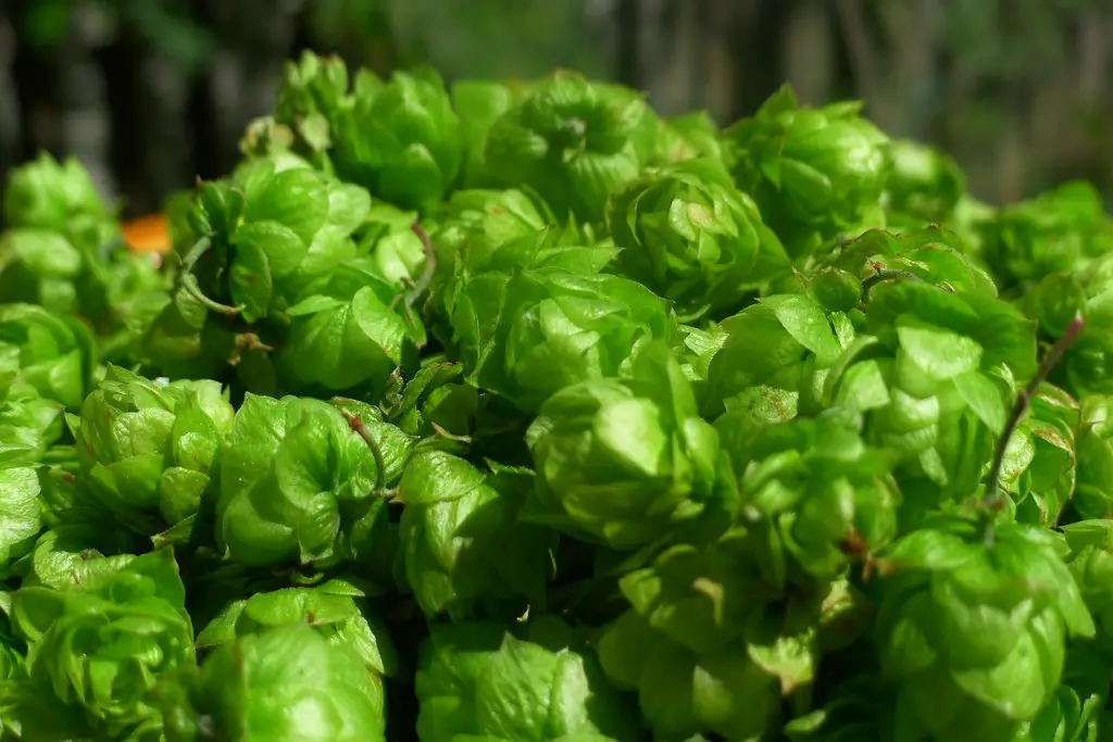 According to some brewers, whole hops produce a smoother, rounder, subjectively better flavor, particularly when dry hopping.