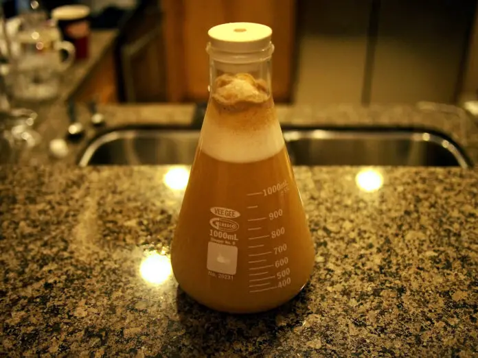 How to Build a Yeast Starter