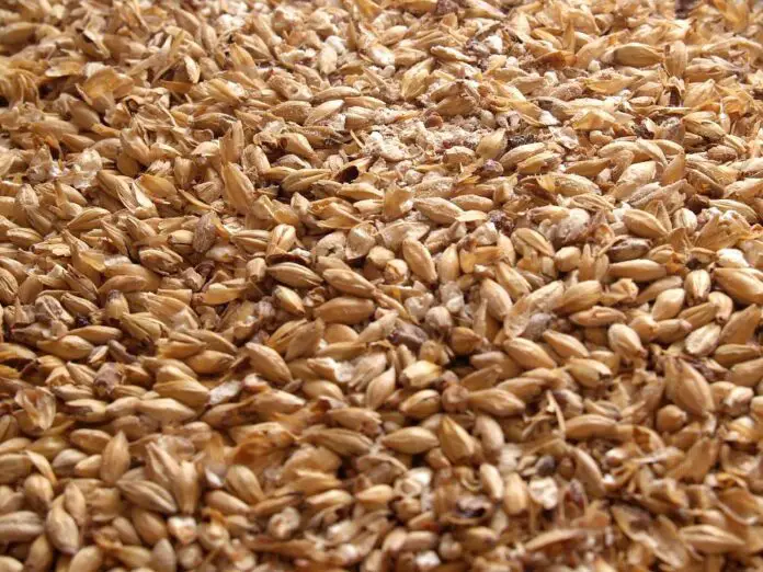 What is the Best Way to Store Bulk Grain for Homebrewing?