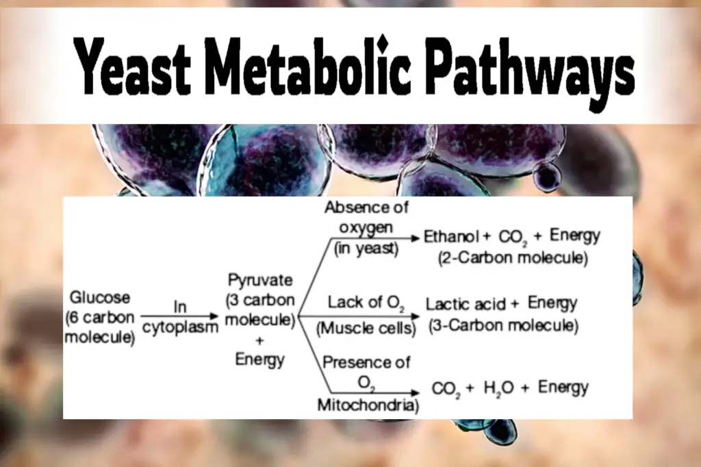 Yeast have both aerobic and anaerobic pathways. They don't need oxygen to survive, but it helps them be healthy