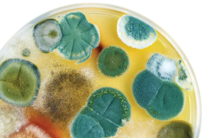 Is Your Beer, Mead, or Wine Contaminated With Mold?