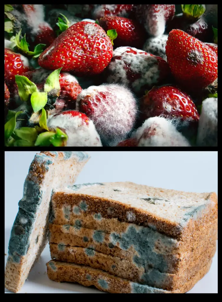 The mold you'd find in your brew would look exactly like mold you might see on fruit or bread