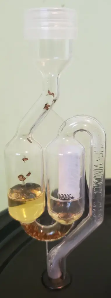 Fruit flies and other insects in the airlock can be off-putting, but it just means your airlock is doing its job!